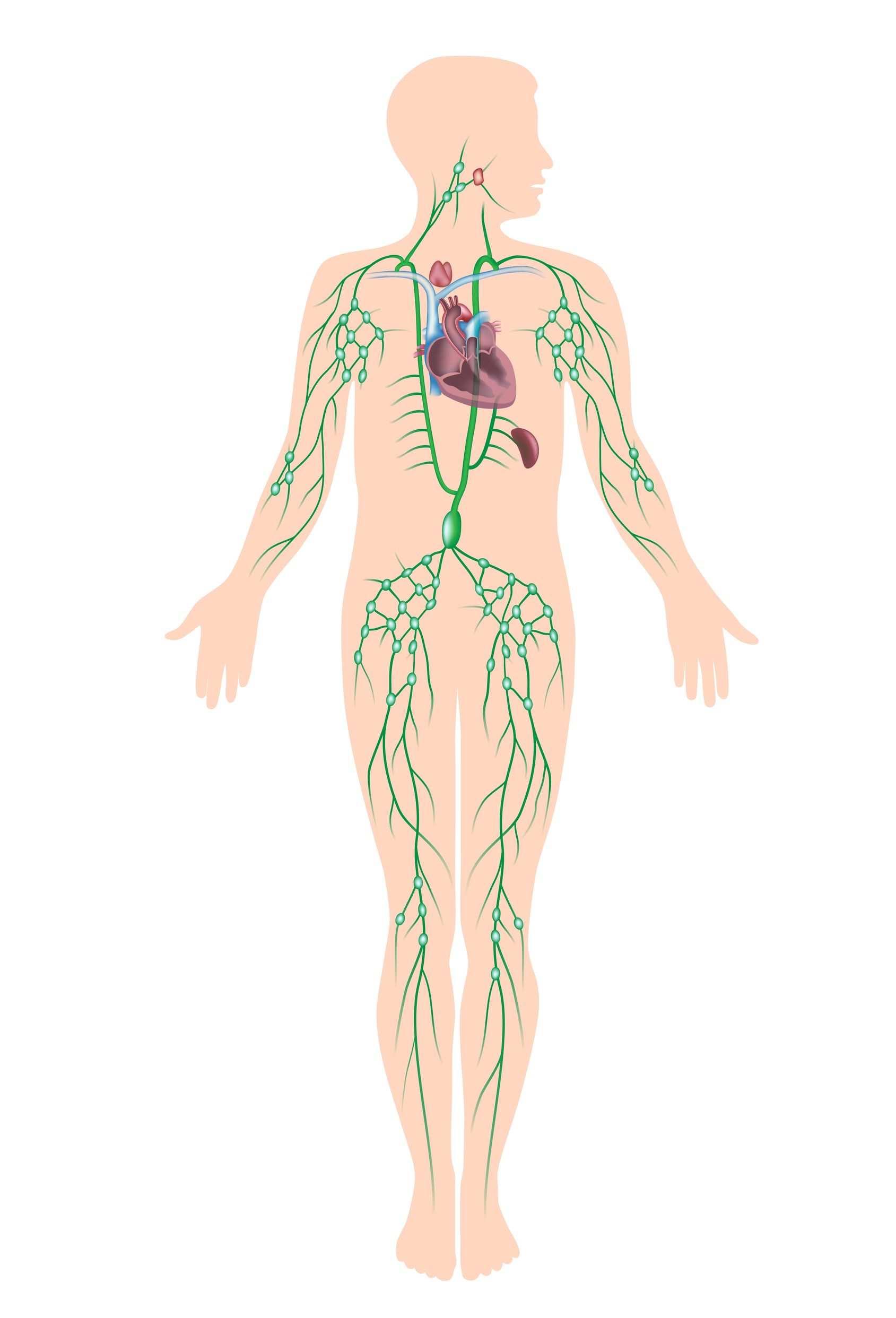 Signs and symptons of lymphatic congestion